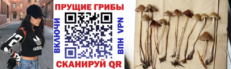 Псилоцибиновые грибы Magic Shrooms  купить наркоту  Ковров 